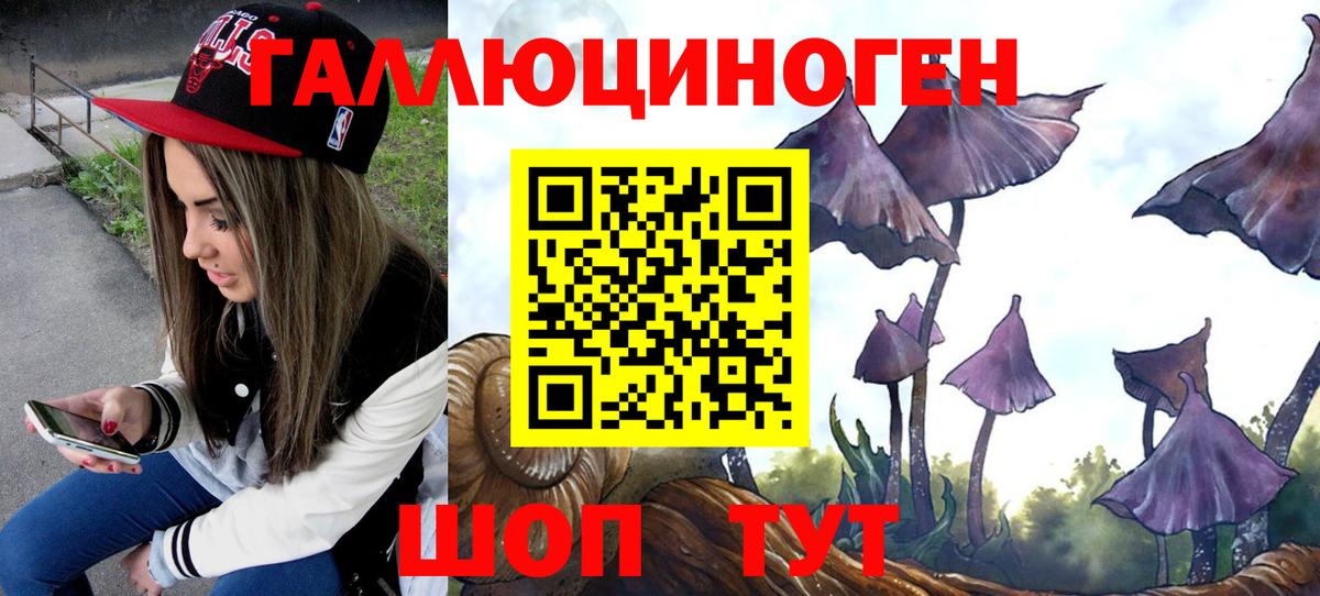 Железногорск  Псилоцибиновые грибы Psilocybine cubensis  Вход с VPN 